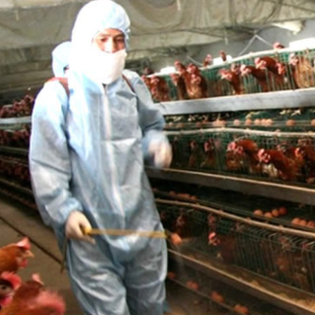 Guarding Your Brood: The Vital Role of Chicken Disinfectants in Disease Prevention