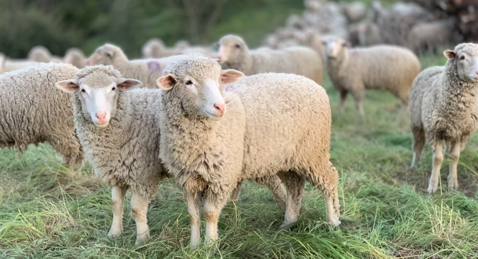 Tips For Using Sheep Disinfectant