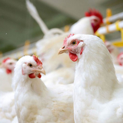 How to Do Disinfection of Poultry Farming in Summer? What are the Common Disinfectants?