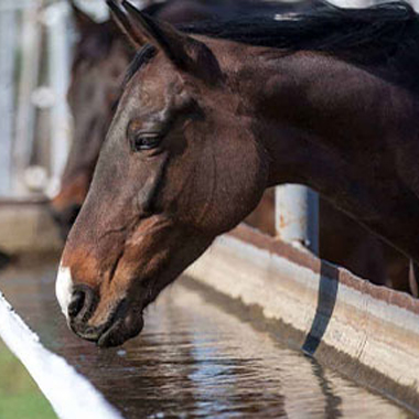 How to Treat Poultry Farm Waste Water Normally?