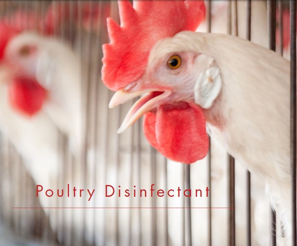 Choosing the Right Chicken Disinfectant: A Guide for Poultry Farmers