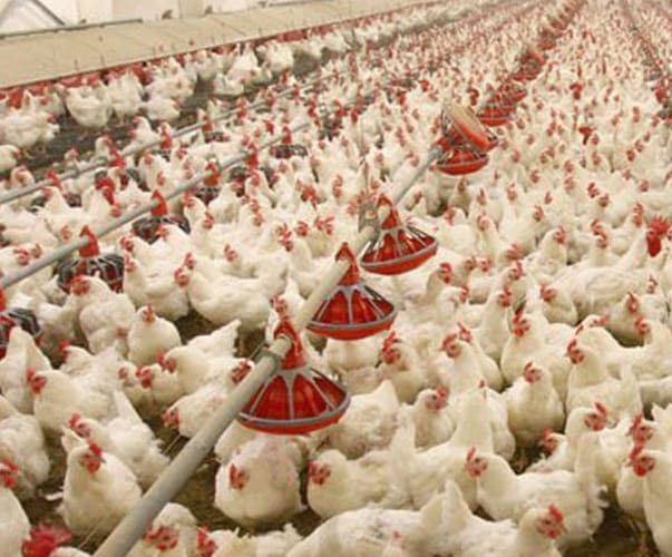 Types and Application of Poultry Farm Disinfectants