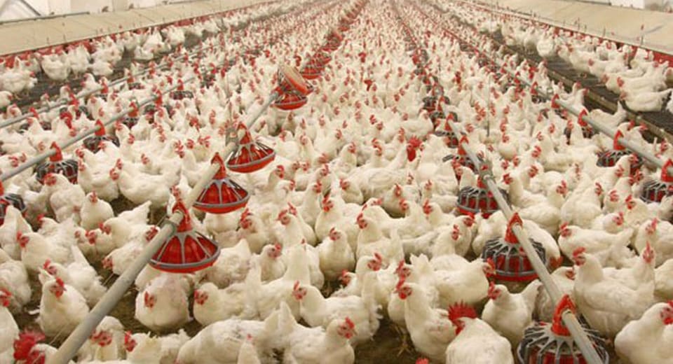 Natural vs. Chemical: Exploring Different Types of Chicken Disinfectants