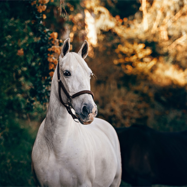 Protecting Your Four-Legged Friends: The Importance of Horse Stall Disinfection