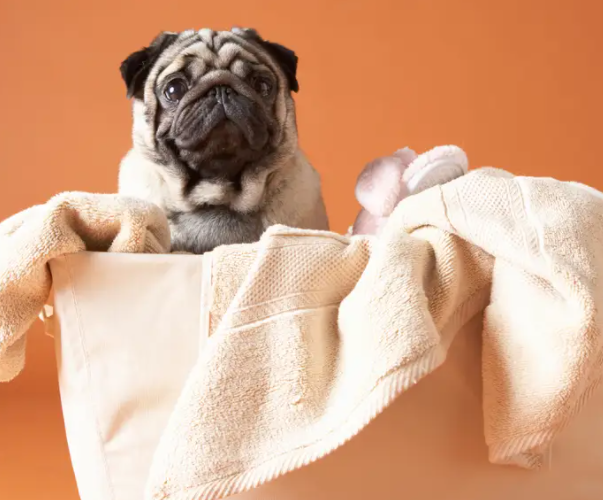 Gentle Cleanliness: Choosing the Best Animal-Friendly Disinfectant for Your Home