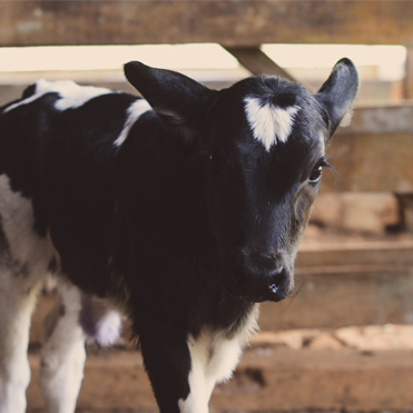 Bovine Disinfection