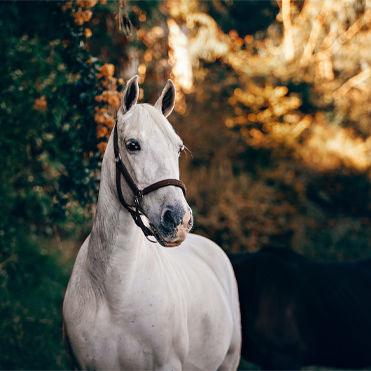 Equine Disinfection