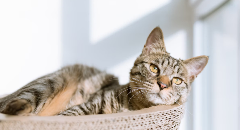 Functions Of Disinfectant for Cats