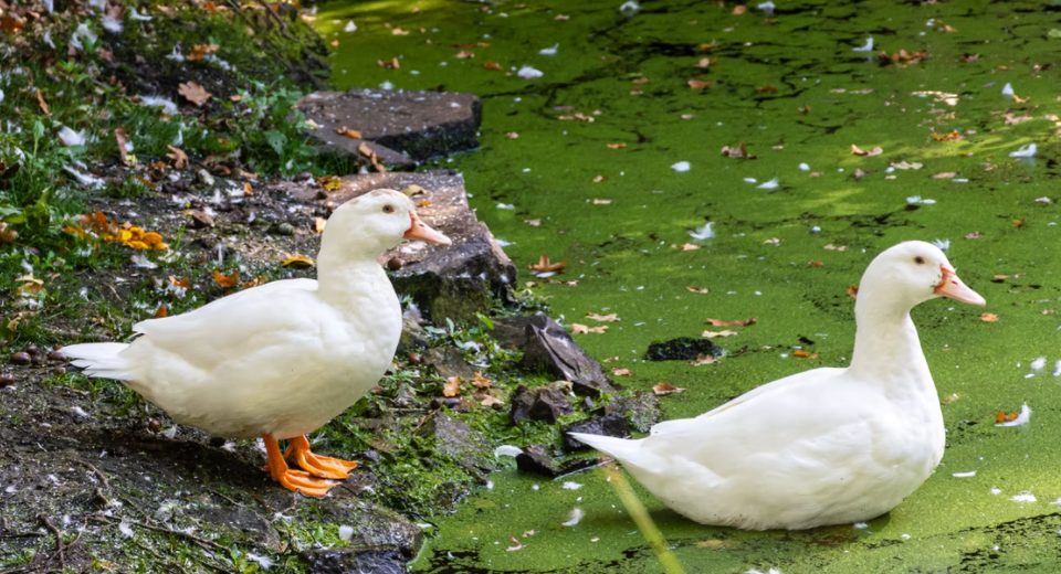 How To Clean a Duck Coop?