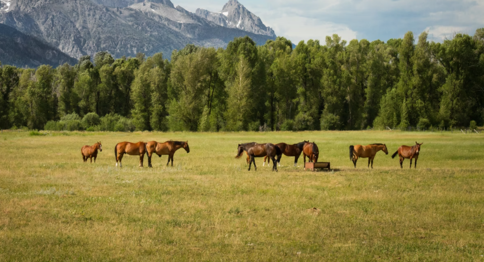 Importance of Farm Animal Disinfectant