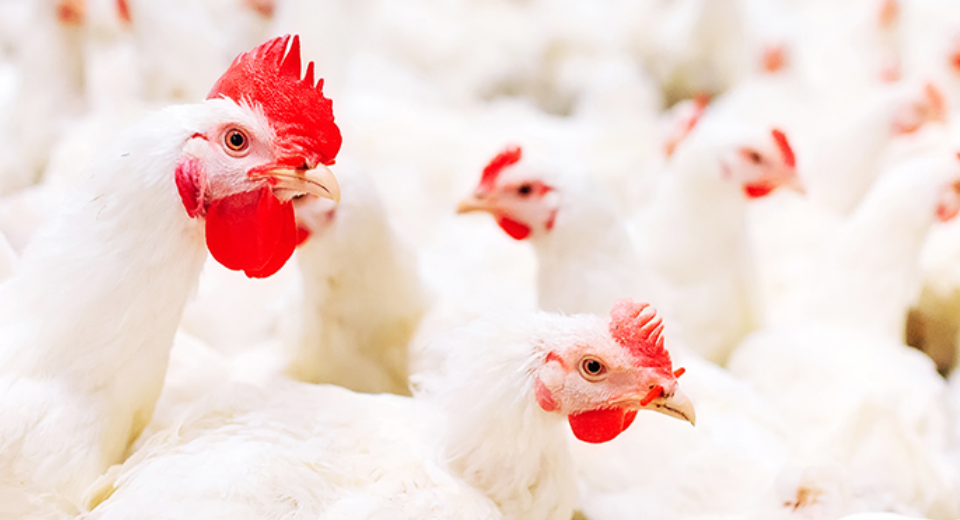 Importance of Poultry Farm Disinfectant