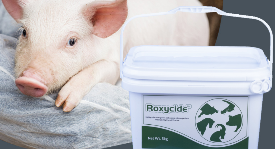 Strategies Of Pig Disinfectant