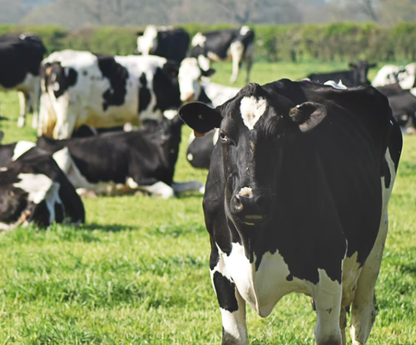 Cattle Disinfectant