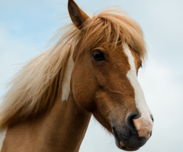 Horse Disinfectant