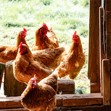 For Chicken House Disinfection, the Choice of Disinfectant Solution is Very Important