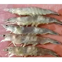 How to Tackle the Number One Enemy of Litopenaeus vannamei – Vibrio Disease