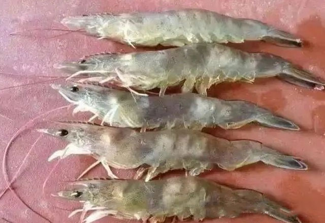 how-to-tackle-the-number-one-enemy-of-litopenaeus-vannamei-vibrio-disease2.jpg