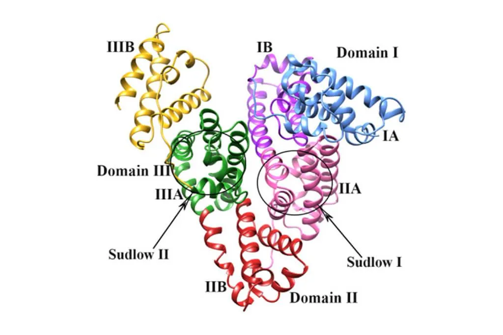 Can Albumin Pass through the Filtration Membrane? Understanding Albumin Separation in Biological and Industrial Filtration Systems